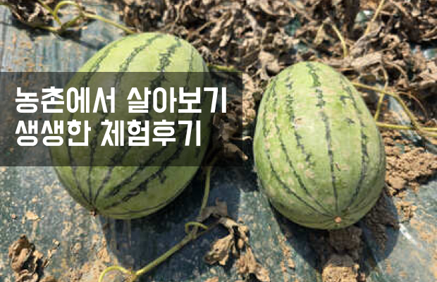 체험후기 페이지 이미지